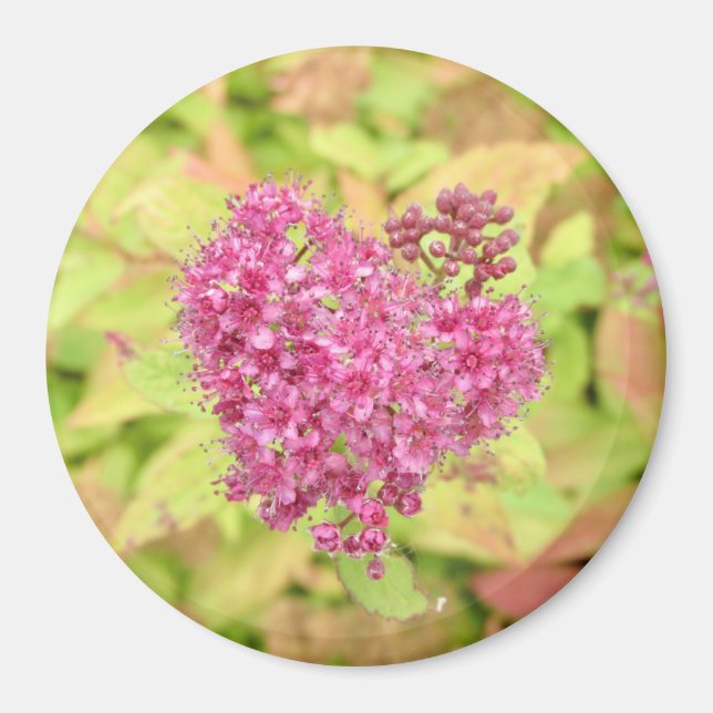 Naturligt blommande hjärta - piercing by <Pil höge Magnet (Framsidan)