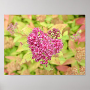 Naturligt blommande hjärta - piercing by <Pil höge Poster