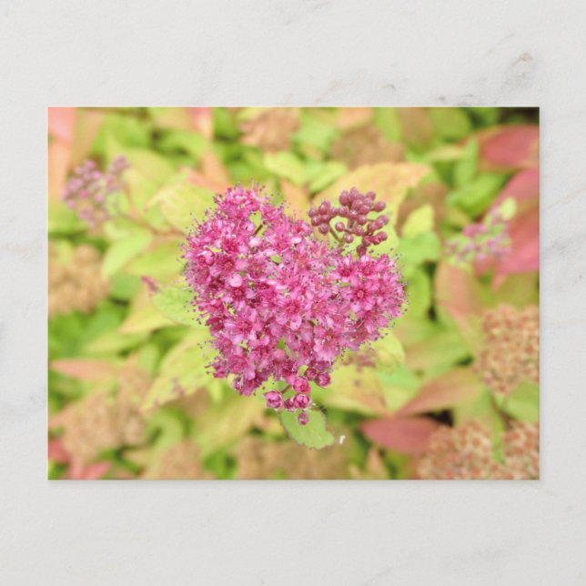 Naturligt blommande hjärta - piercing by <Pil höge Vykort (Framsida)