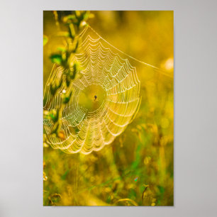 Naturligt liggande Spindelnät för spindning sollju Poster