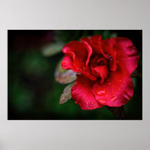 Naturligt rödblommiga natur Fotografi poster