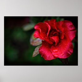 Naturligt rödblommiga natur Fotografi poster