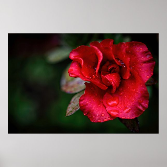 Naturligt rödblommiga natur Fotografi poster (Framsidan)