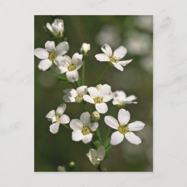 Naturpärlor Vykort (Framsida)