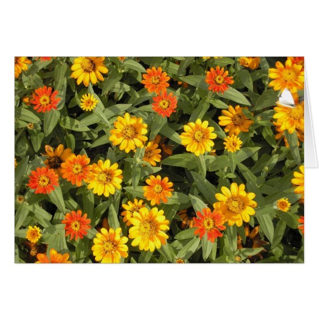 Naturs bukettserie (nedgången) hälsningskort (Framsidan Horizontal)