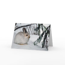 Naturscenen i Snö i Snowshoe Hare Winter