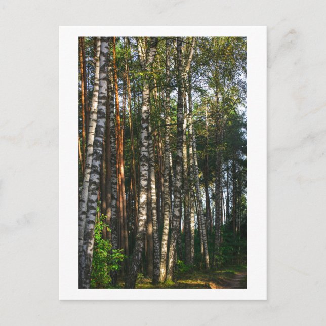 Naturskog Birch Träd Grönt Landcape Vykort (Framsida)