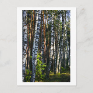 Naturskog Birch Träd Grönt Landcape Vykort