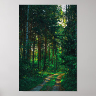 Naturskog Birch Träd Landscape Road Poster