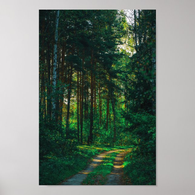 Naturskog Birch Träd Landscape Road Poster (Framsidan)