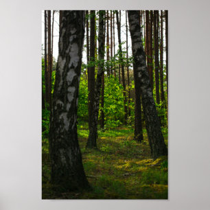 Naturskog Birch Träd Landskap Vitryssland Poster