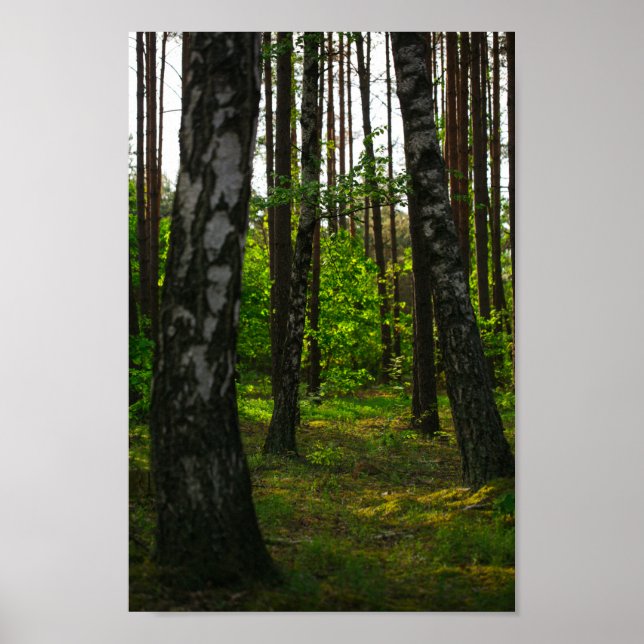 Naturskog Birch Träd Landskap Vitryssland Poster (Framsidan)
