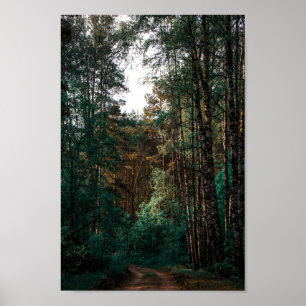 Naturskog Birch Träd Landskap Vitryssland Poster
