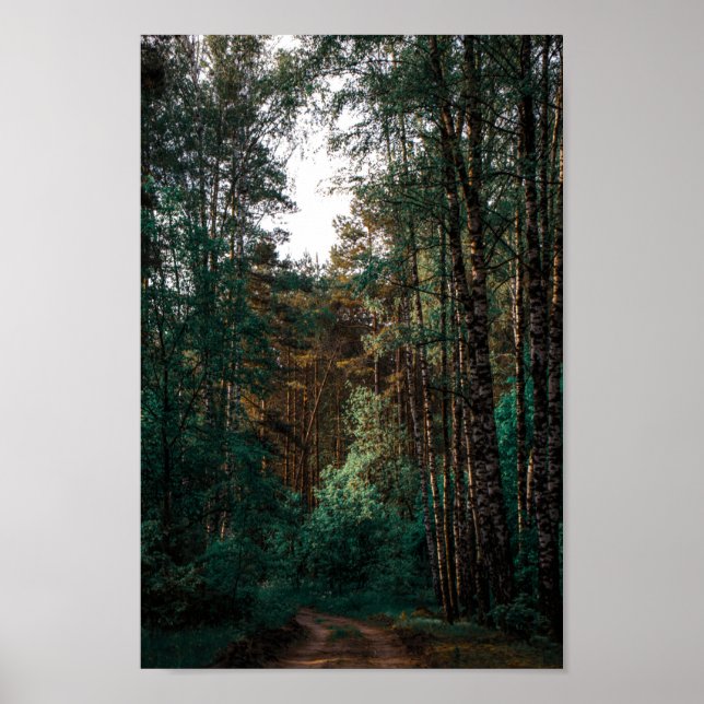 Naturskog Birch Träd Landskap Vitryssland Poster (Framsidan)