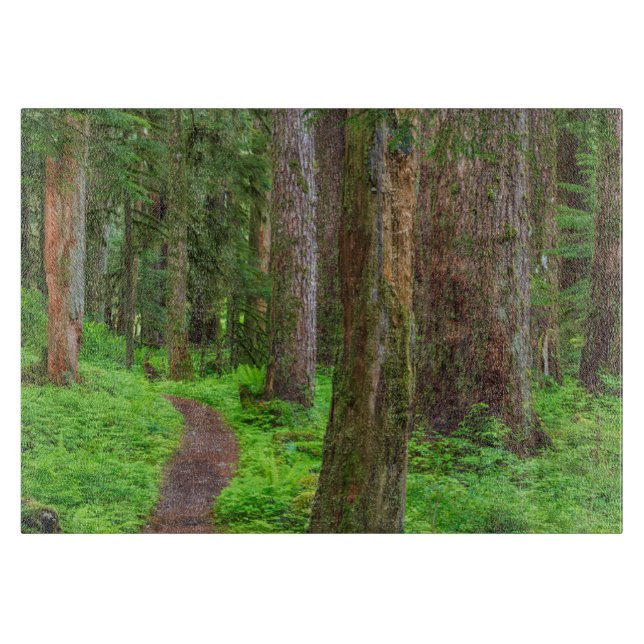 Naturskönhet av gammal skog (Framsidan)