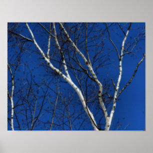Naturskyddskonst i Träd i Blå himmel Poster