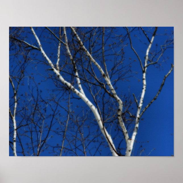 Naturskyddskonst i Träd i Blå himmel Poster (Framsidan)