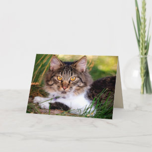 naturskyddskort för katt kort
