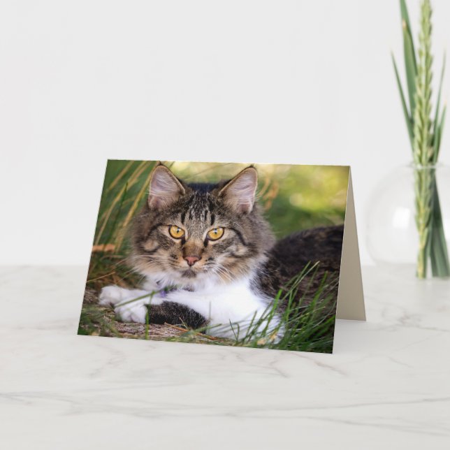 naturskyddskort för katt kort (Framsida)