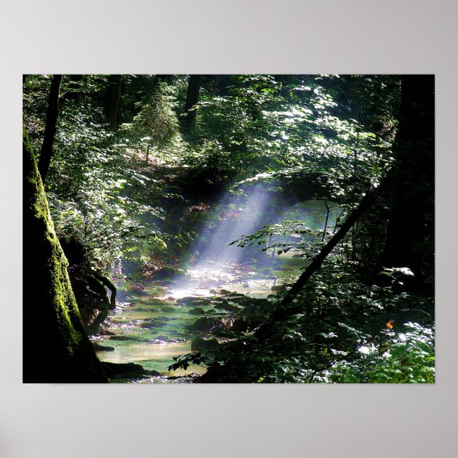 Natursolljus genom Träd på Bäck Poster (Framsidan)