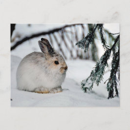 Naturvårdsscenen Vinter Snö - Snowshoe Hare Helg Vykort