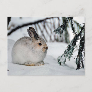 Naturvårdsscenen Vinter Snö - Snowshoe Hare Helg Vykort