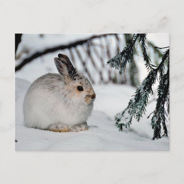 Naturvårdsscenen Vinter Snö - Snowshoe Hare Helg Vykort (Framsida)