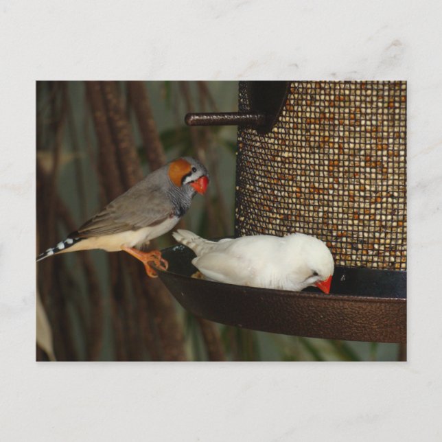 NATURVYKORT VYKORT (Framsida)