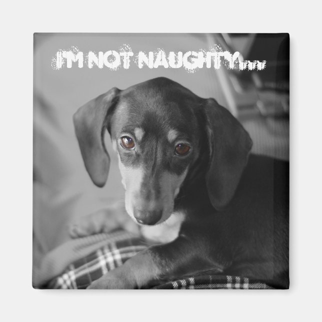 Naughty weiner hund magnet (Framsidan)