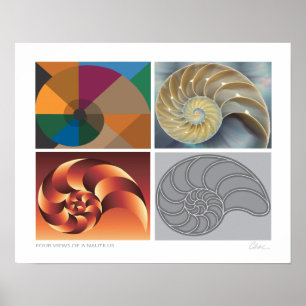 Nautilus 4-vyer poster