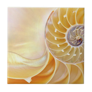 Nautilus Ceramic Tile Kakelplatta