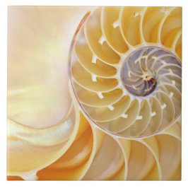 Nautilus Ceramic Tile Kakelplatta