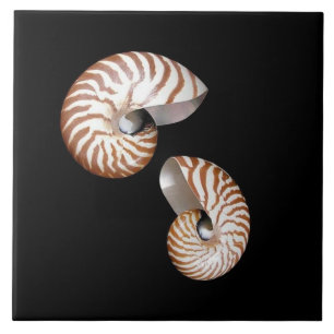 Nautilus keramisk panel kakelplatta