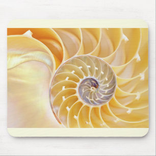 Nautilus musmatta