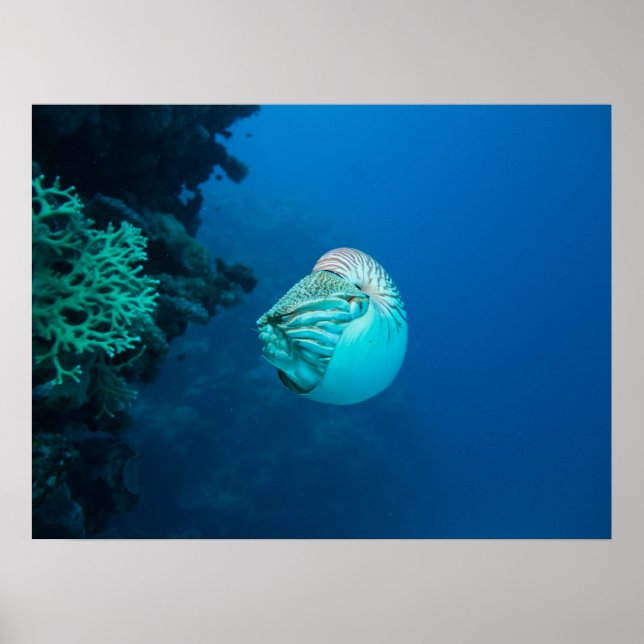Nautilus Poster (Framsidan)