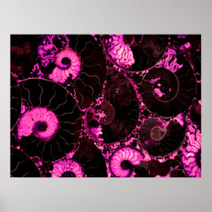 Nautilus rosa snäcka, skrämt geometri poster