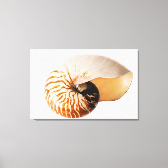 Nautilus säsonhell (Nautilus stenomphalus) Canvastryck (Framsida)
