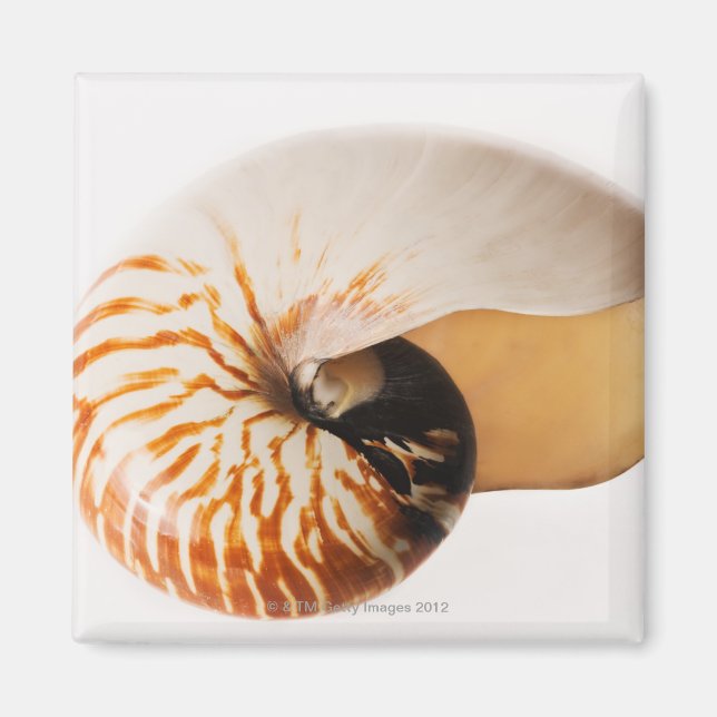 Nautilus säsonhell (Nautilus stenomphalus) Magnet (Framsidan)