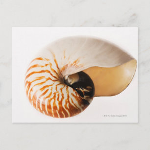 Nautilus säsonhell (Nautilus stenomphalus) Vykort