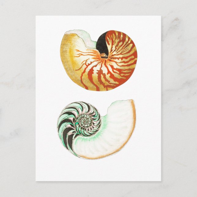 "NAUTILUS" SEASHELL POSTCARD VYKORT (Framsida)