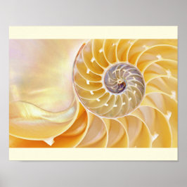 Nautilus Seashell poster