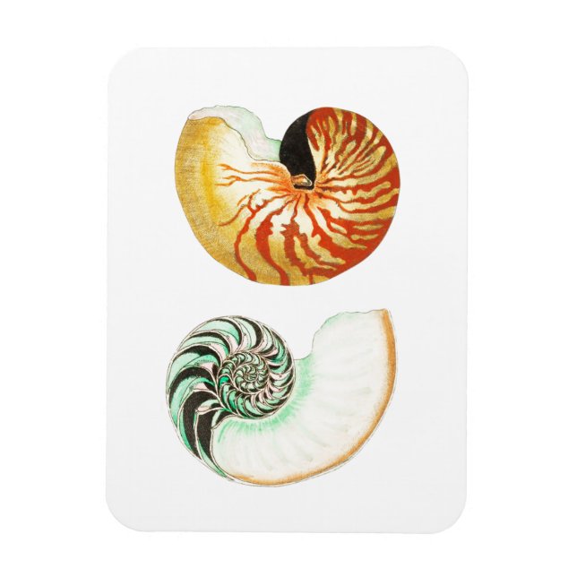 "NAUTILUS"-SJÖLIVET SEASHELL PHOTO MAGNET (Vertikal)