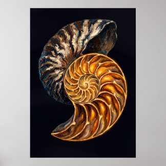 Nautilus-skal tvärsnitt - Gyllene spiral Poster