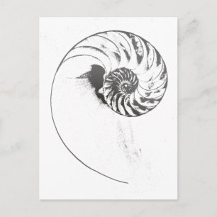 Nautilus snäcka 1 vykort
