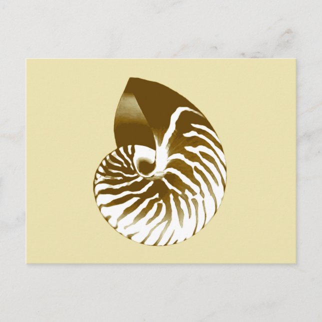 Nautilus snäcka - brun, vit och beige vykort (Framsida)