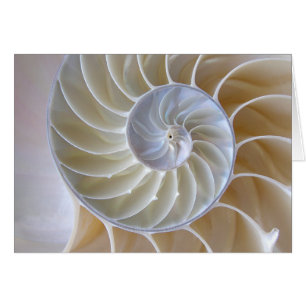 Nautilus Snäcka Golden Spiral-foto Hälsningskort