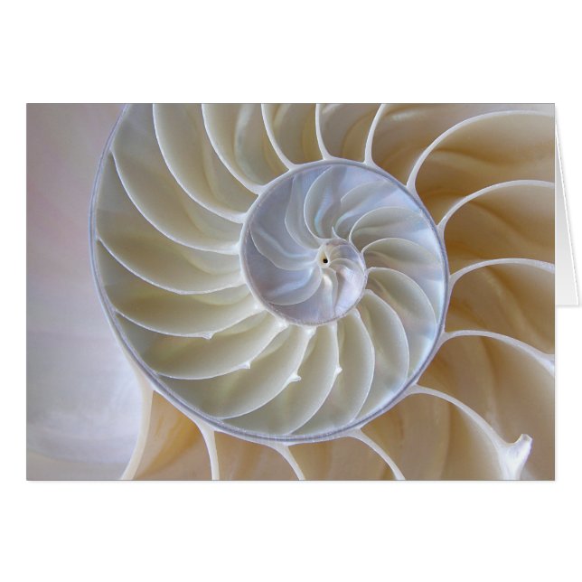 Nautilus Snäcka Golden Spiral-foto Hälsningskort (Framsidan Horizontal)