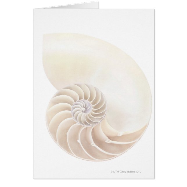 Nautilus snäcka, närhet hälsningskort (Framsidan)