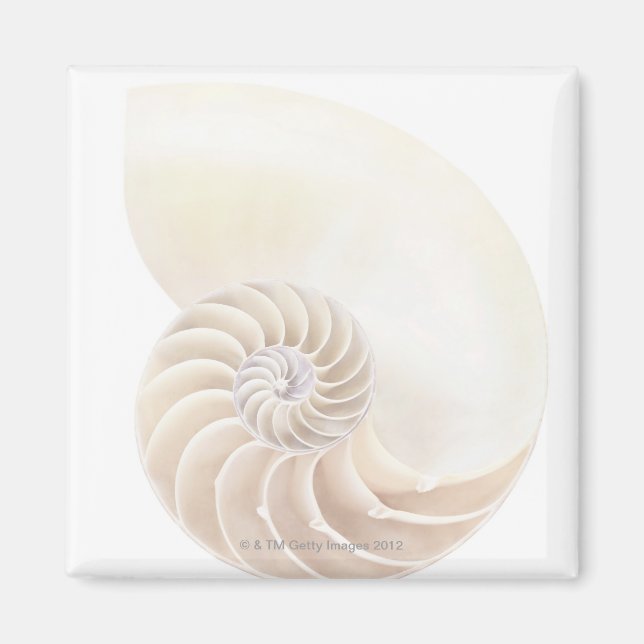 Nautilus snäcka, närhet magnet (Framsidan)