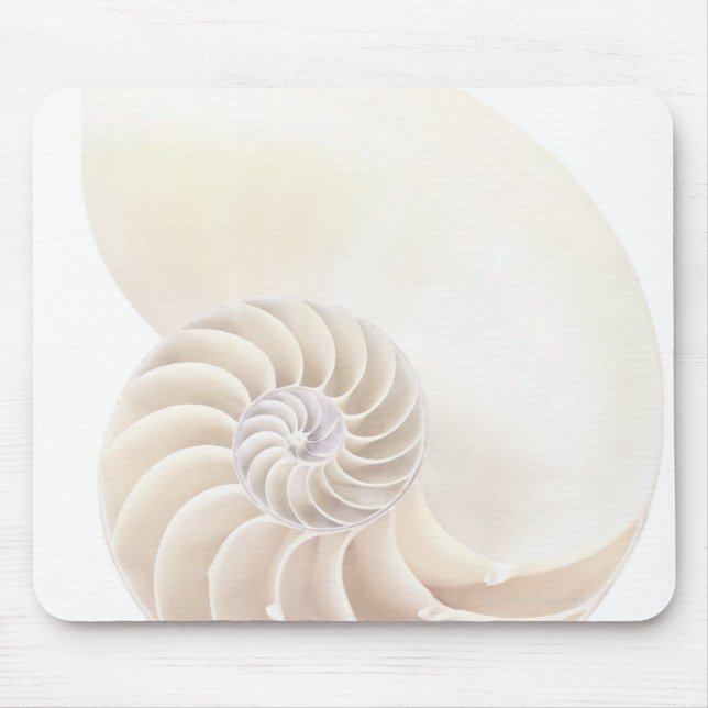 Nautilus snäcka, närhet musmatta (Framsidan)
